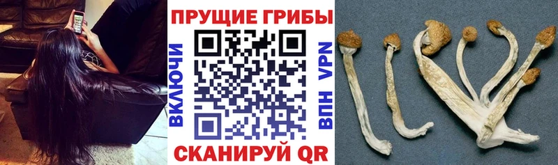 Псилоцибиновые грибы ЛСД  наркота  Алексеевка 